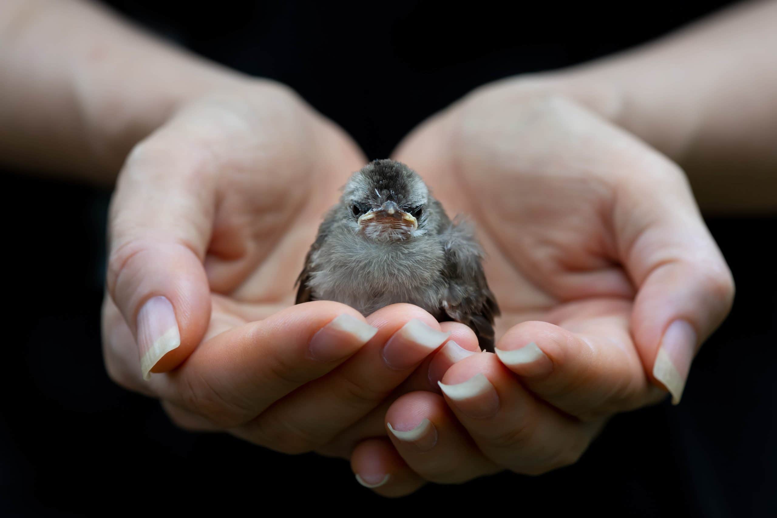 Hands holding small bird for compassion and donation to Mercy Animal Hospital.
